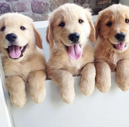 Own a puppy! Avatar